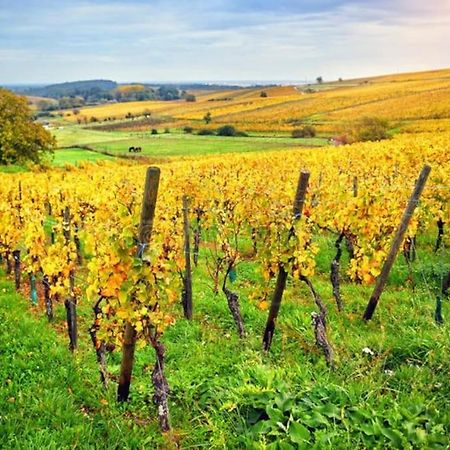 Appartement Cosy - Centre De Barr - Route Des Vins 외부 사진