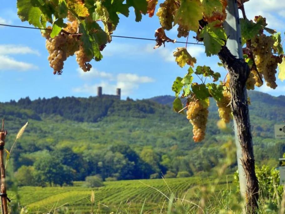 Appartement Cosy - Centre De Barr - Route Des Vins 외부 사진