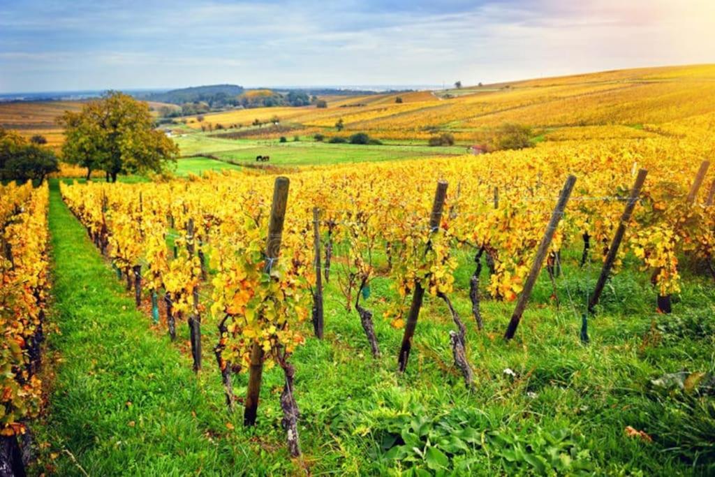 Appartement Cosy - Centre De Barr - Route Des Vins 외부 사진